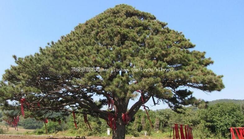 铁岭红带沟大清神树旅游攻略