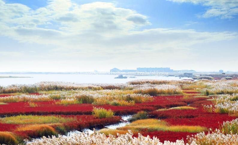 辽宁双台河口国家级自然保护区旅游攻略