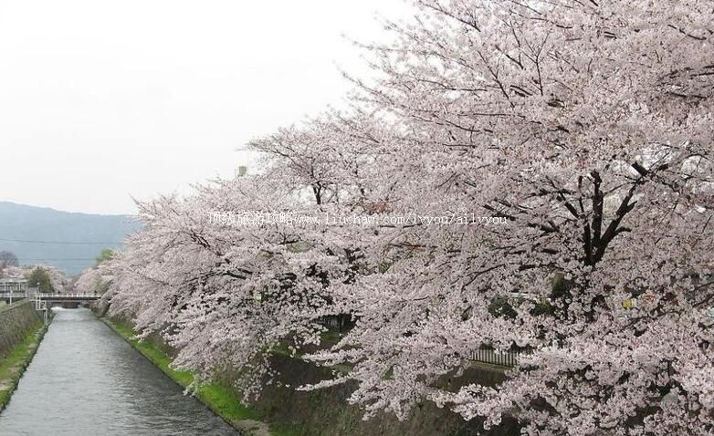 大连龙王塘樱花园旅游攻略