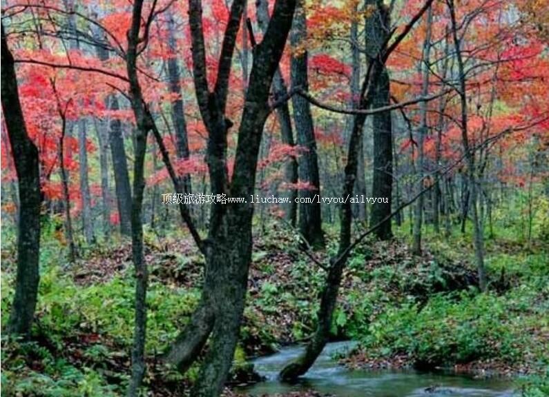 4A��������Ⱥ����ɭ�ֹ�԰���ι���