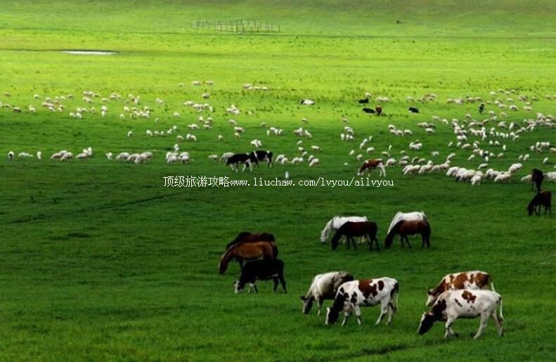 3A青海金银滩草原旅游攻略