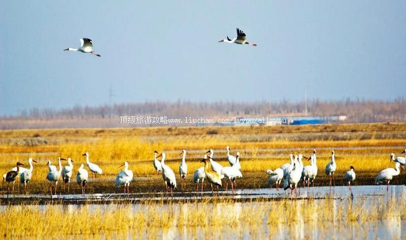 4A镇赉莫莫格国家级自然保护区旅游攻略