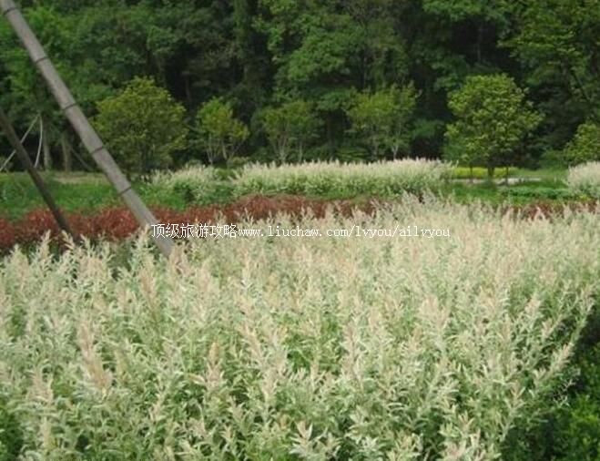 2A�����·������Ϲ�԰��԰���ι���