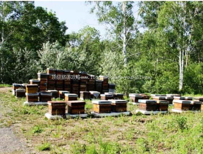 饶河东北黑蜂国家级自然保护区旅游攻略