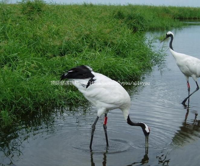 4A黑龙江扎龙国家自然保护区旅游攻略