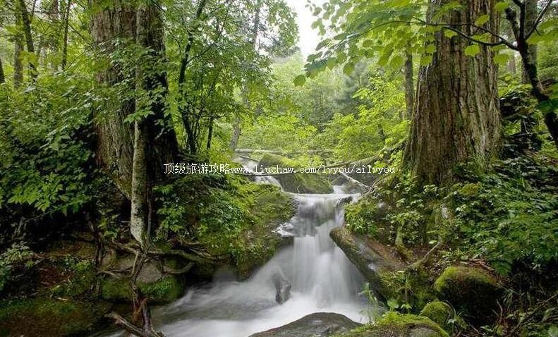 4A森工清河林区旅游景区旅游攻略