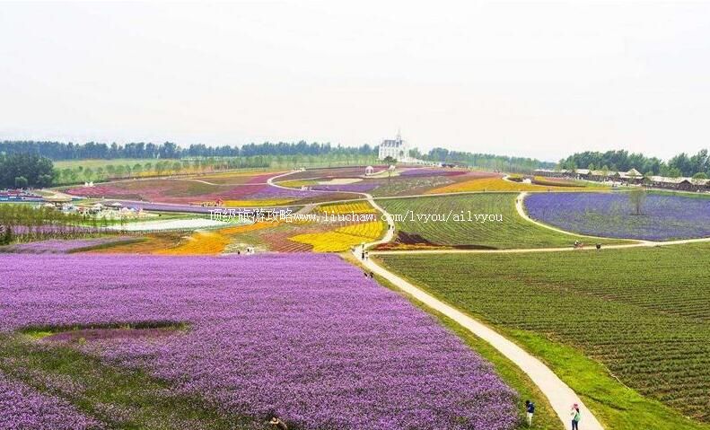 4A哈尔滨普罗旺斯薰衣草庄园旅游攻略