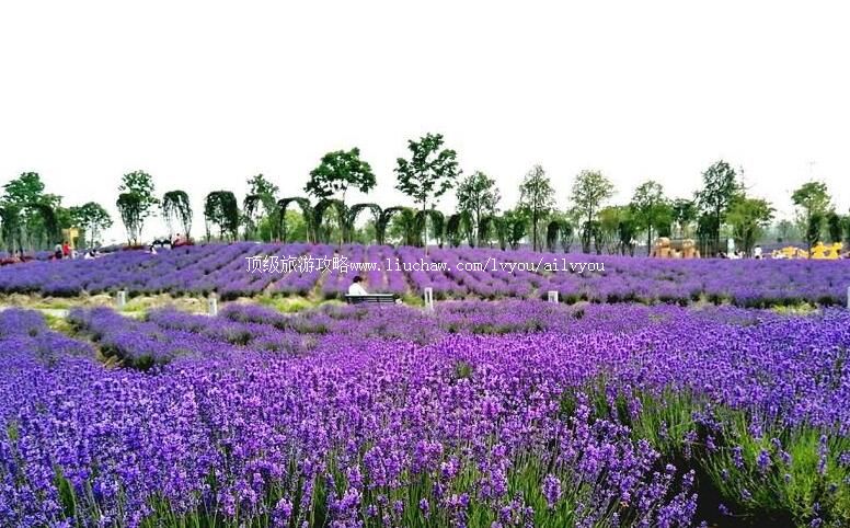 4A上海薰衣草公园旅游攻略