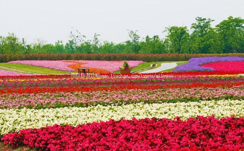 3A上海周浦花海旅游攻略