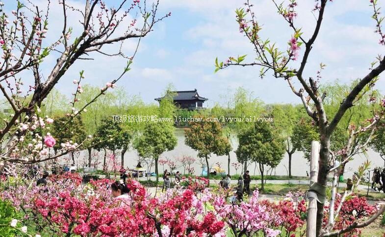 3A上海南汇桃花村旅游攻略