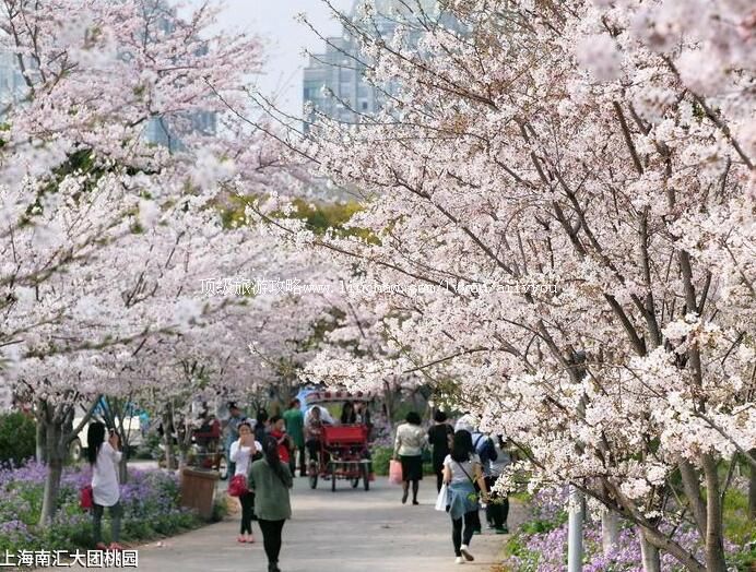 3A上海南汇大团桃园旅游攻略