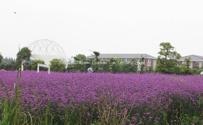 3A�Ϻ��Ϻ���Ե����ׯ԰���ι���