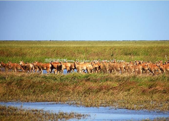 5A江苏大丰麋鹿自然保护区旅游攻略