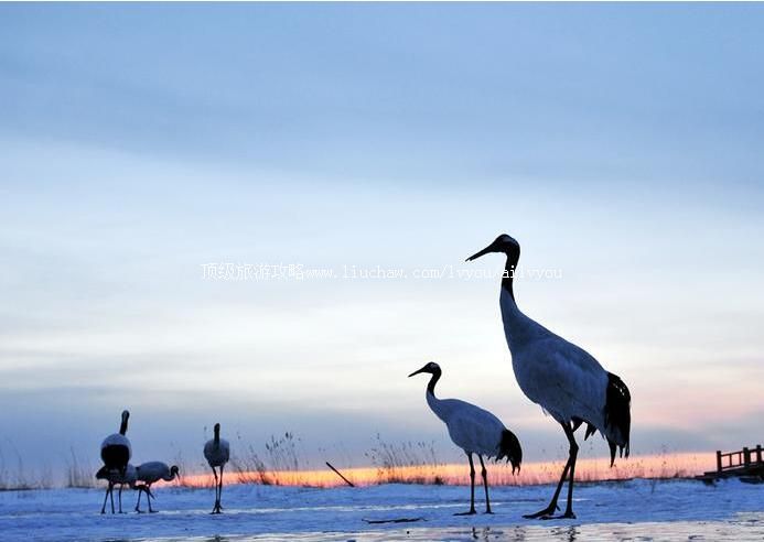 4A盐城丹顶鹤湿地生态旅游区旅游攻略