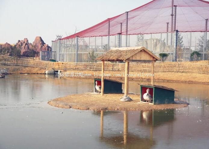 3A大丰丹顶鹤珍禽园旅游攻略