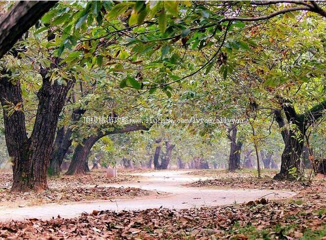 2A邳州古栗园旅游攻略