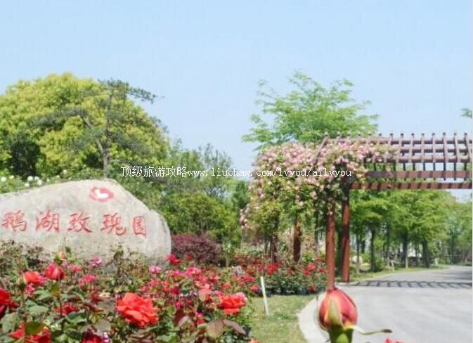 无锡鹅湖玫瑰园旅游攻略