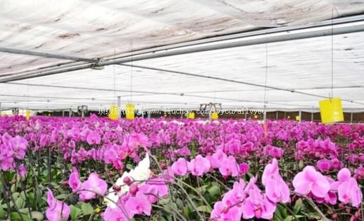 2A甘肃临洮三易花卉园旅游攻略