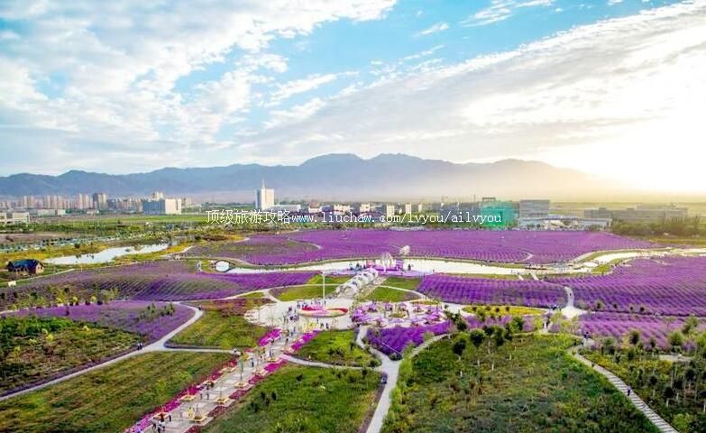 4A甘肃金昌紫金花城旅游攻略