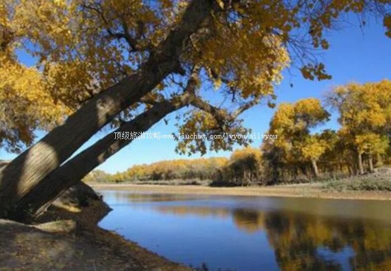 ������Ҵ�ں�ɭ�ֹ�԰���ι���