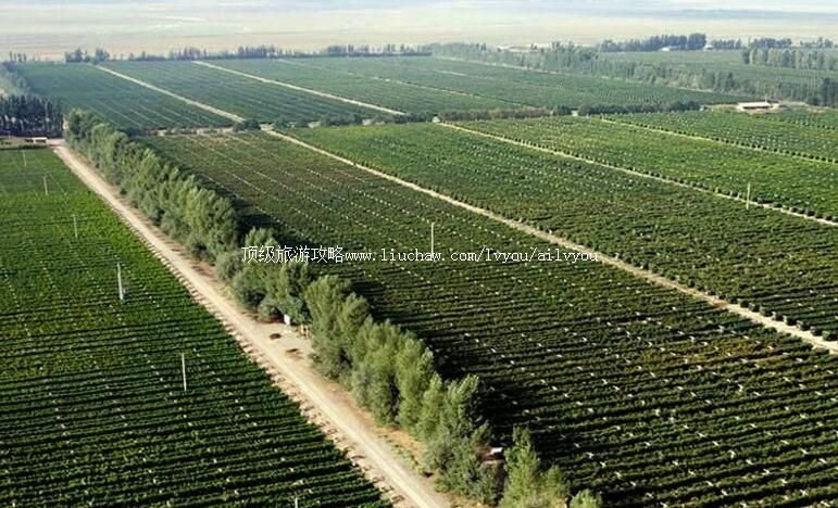 3A甘肃高台祁连葡萄庄园旅游攻略