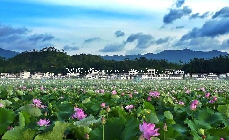 4A江西广昌中国莲花景区旅游攻略