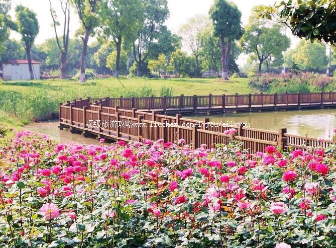 3A苏州相城盛泽湖月季园旅游攻略