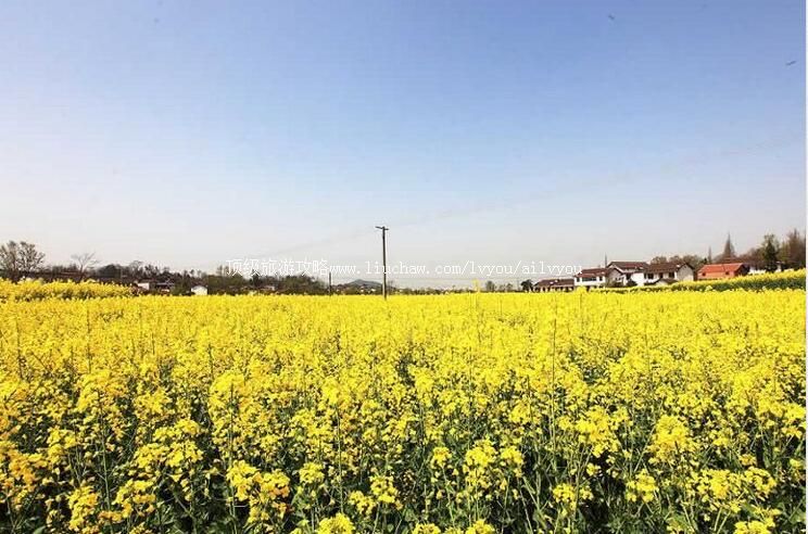 陕西汉中油菜花旅游攻略