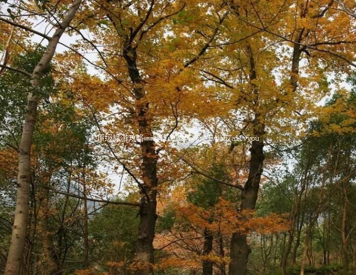 温州文成松龙岭红枫古道旅游攻略
