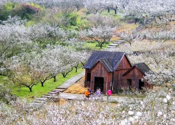 3A绍兴香雪梅海旅游区旅游攻略