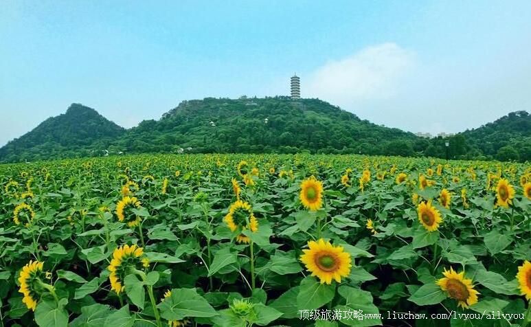 4A江西宜春蜂窝农场旅游攻略