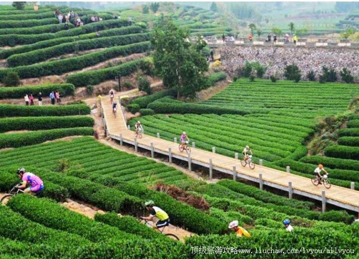4A松阳大木山骑行茶园旅游攻略