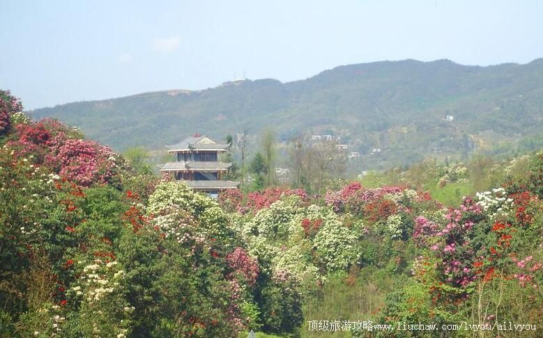 5A���ݱϽڰ���ž����ι���