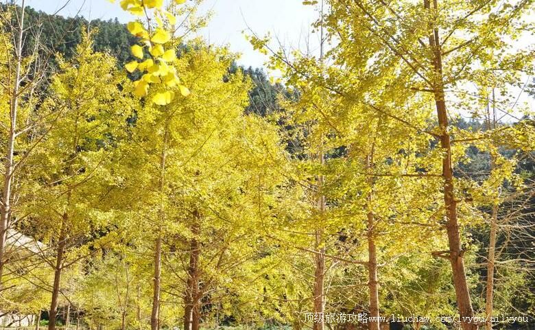 福建中仙龙门场古银杏群旅游攻略