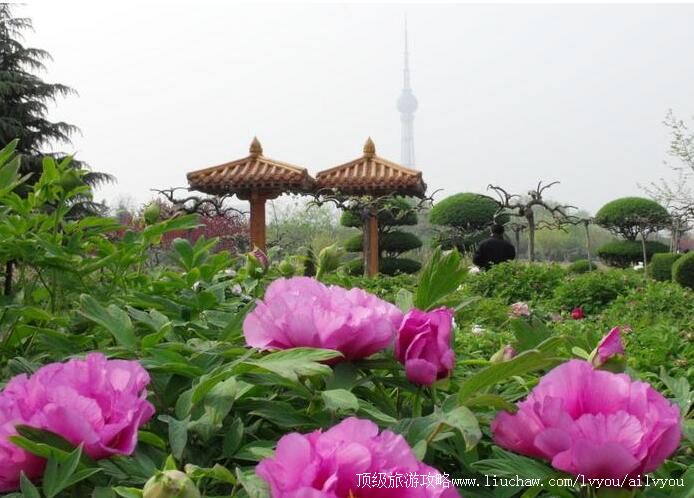 4A河南洛阳市中国国花园景区旅游攻略
