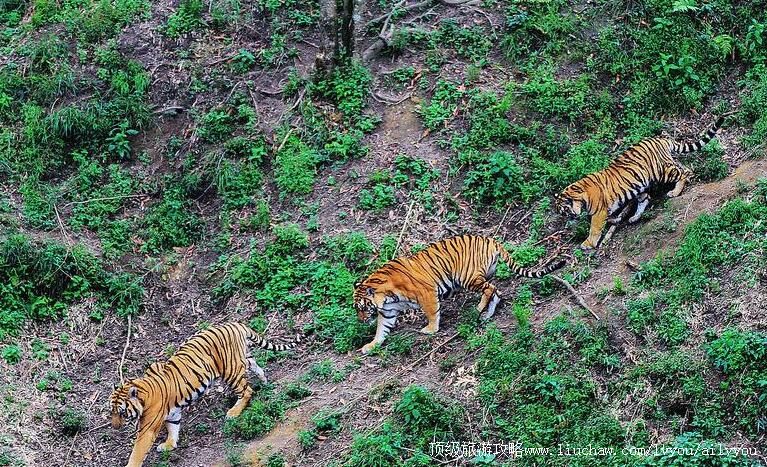 4A福建龙岩梅花山中国虎园旅游攻略