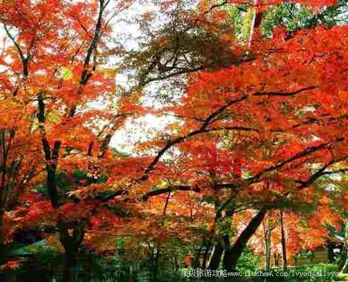 5A��´ɽ�羰��ʤ�����ι���