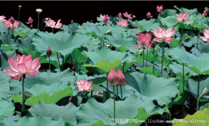 4A常德柳叶湖度假区旅游攻略