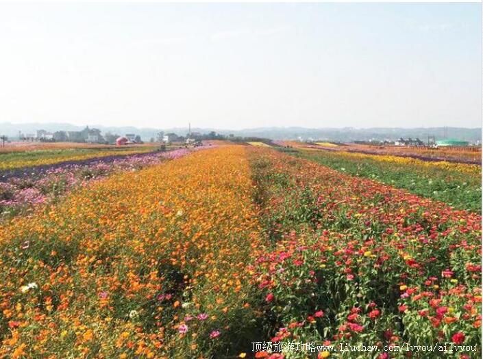 4A常德枫林花海旅游区旅游攻略