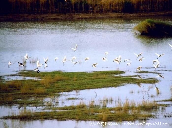 3A汉寿西洞庭湖国家城市湿地公园旅游攻略
