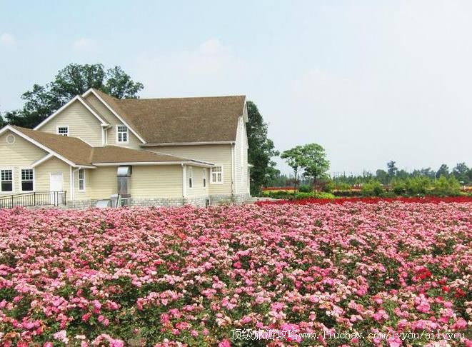 湖北枣阳玫瑰海旅游攻略
