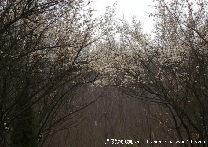 ����������ɽ÷԰���ι���