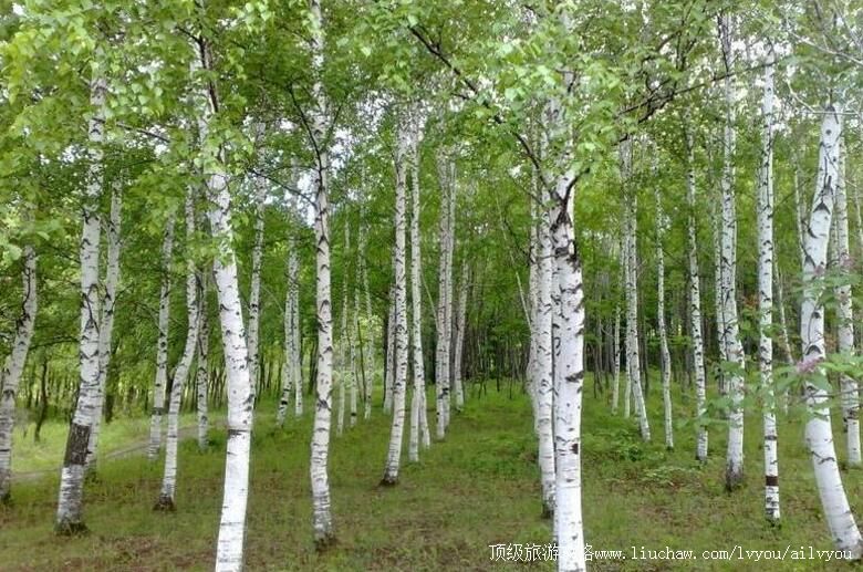 3A新疆阿勒泰桦林公园旅游攻略