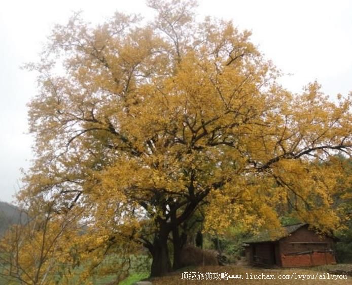 湖北随州千年银杏谷旅游攻略
