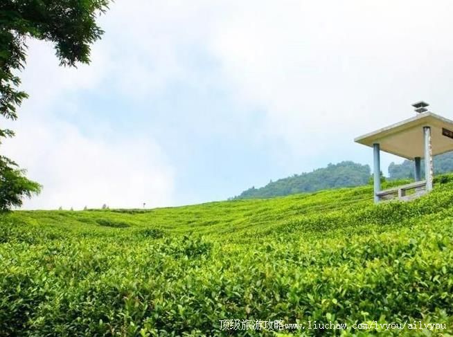 4A湖北竹溪龙王垭茶文化旅游区旅游攻略