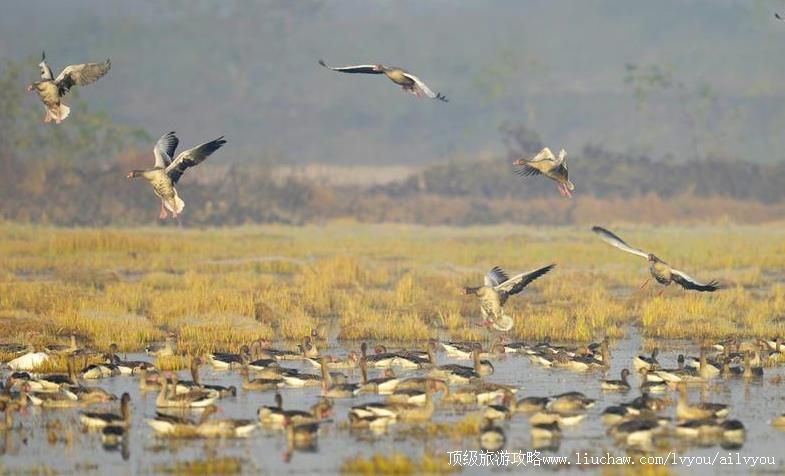 湖北龙感湖国家级自然保护区旅游攻略