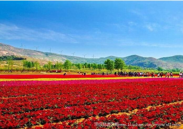 4A���Ϸ��ǵ���ɽ����ֲ��԰���ι���