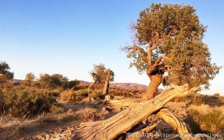 3A�½�ľ�ݺ�������ɳɽ���ι���