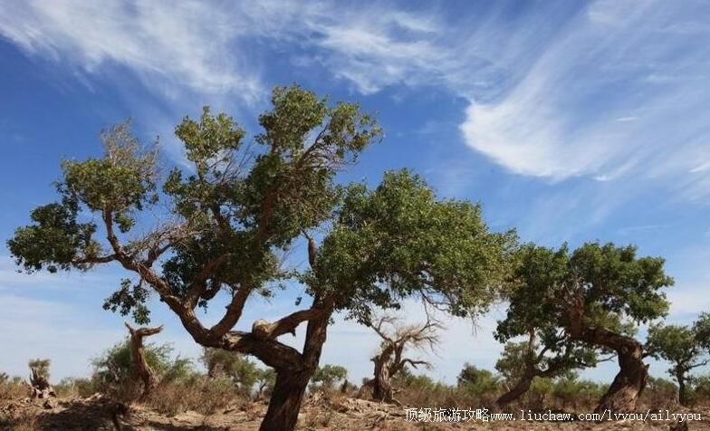 4A�½������������̬԰���ι���