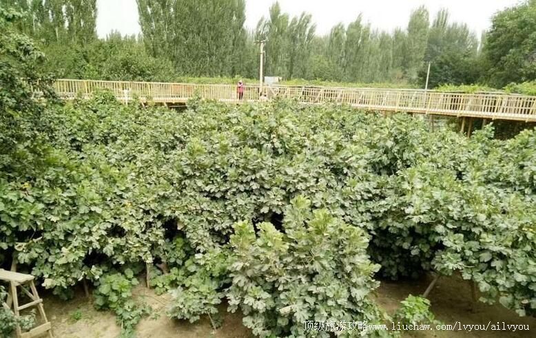 3A�½������޻������������ι���